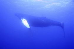 dive of my life! humpback encounter in 85ft of water. Sou... by Dylan Matheson 